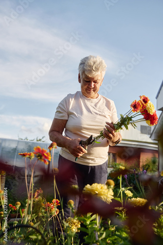 Senior woman cutting fresh flowers in her garden
