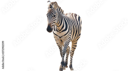 Photography zebra, zebra png, zebra no background, zebra no bg, zebra without background, wi