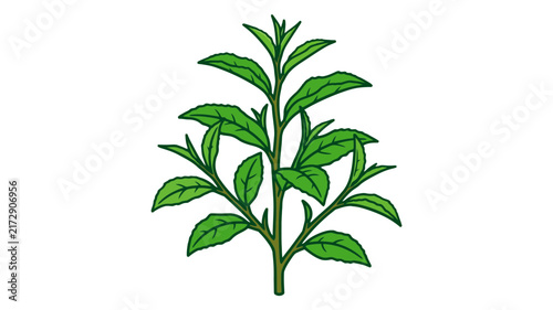 Green tea plant illustration with lush leaves and stem in vector style