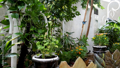 Foto Lush Tropical Plants and Flowers Inside the Dubai Butterfly Garden