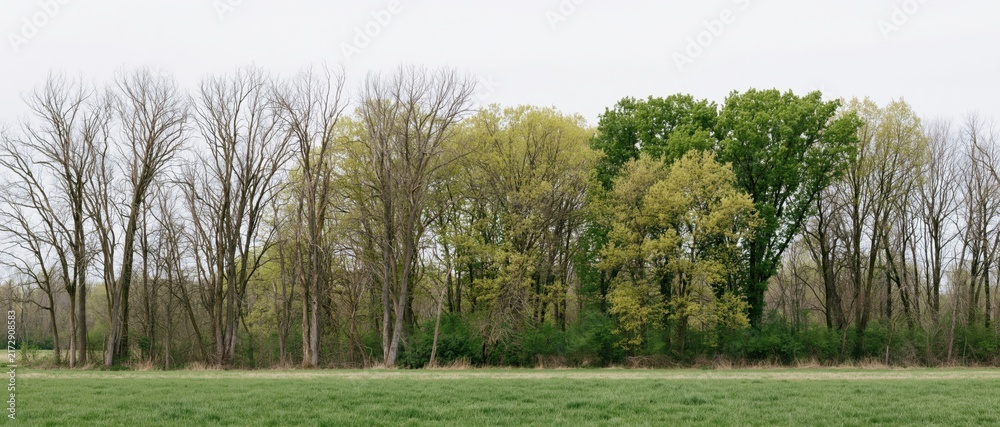 Naklejka premium The Line of Trees Framing a Quiet Spring Landscape Amid Soft Light