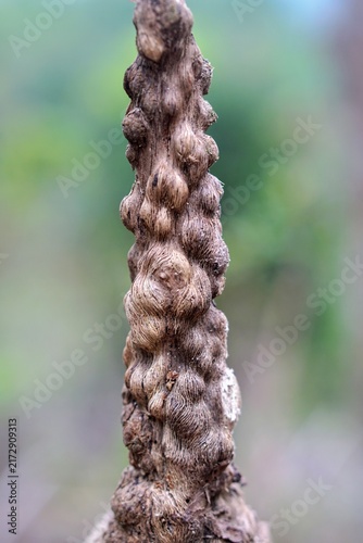 Extreme close-up shot of fibrous texture and natural burls on a tropical plant stem outdoors.
