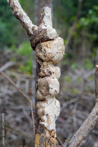 Extreme close-up shot of fibrous texture and natural burls on a tropical plant stem outdoors.