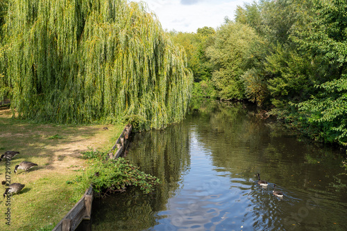 Photography Peaceful Riverside Scene With Weeping Willow Tree And Ducks Swimming In Calm Wat