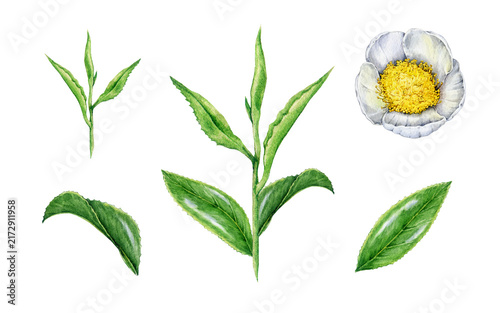 Green tea plant set with leaves, fresh shoots and flower, hand painted watercolor illustration isolated. Fresh green tea element set for skincare, wellness, tea packaging, labels and botanical decor.