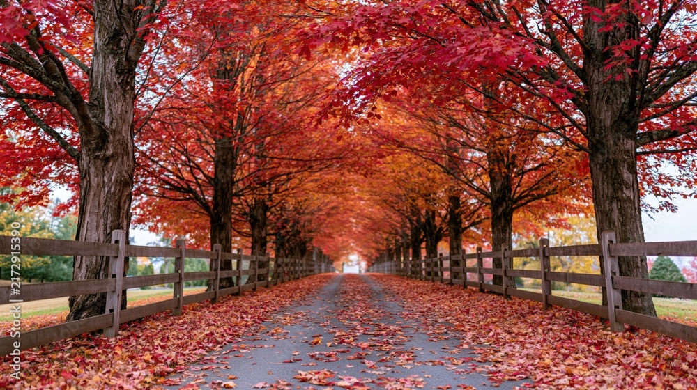 Naklejka premium The Pathway Through a Crimson Autumn Canopy Along Tree Lined Avenues
