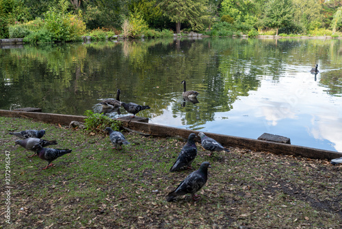 Canvas Print Pigeons And Geese By A Calm Lake With Tree Reflections On A Cloudy Day