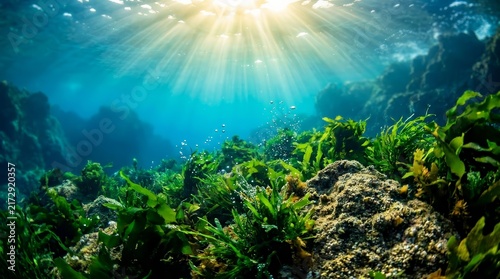 Sunbeams pierce through clear blue ocean water onto vibrant green seaweed and aquatic plants.