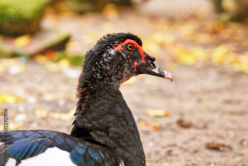 Konstfotografi Black Domestic Muscovy duck with vivid red facial skin