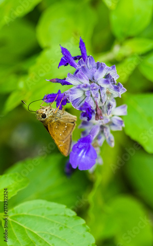Foto It might be a close-up of a skipper butterfly collecting nectar on purple sage