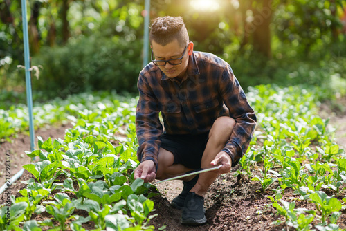 Asian Farmer Inspecting Green Crops with Digital Tablet in Organic Farm