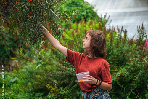 Young girl gathering fresh orange sea buckthorn berries from a tree branch into a clear container, celebrating organic harvest and healthy food in an outdoor autumn setting