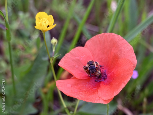 Plakat Deux fleurs, deux insectes