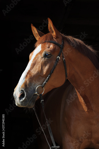 Bay Trakehner Horse with classic bridle in darl stable 
