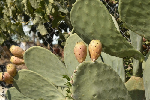 Obraz na plátne Ripe orange prickly pear cactus fruits on a plant pad under bright summer sunlig