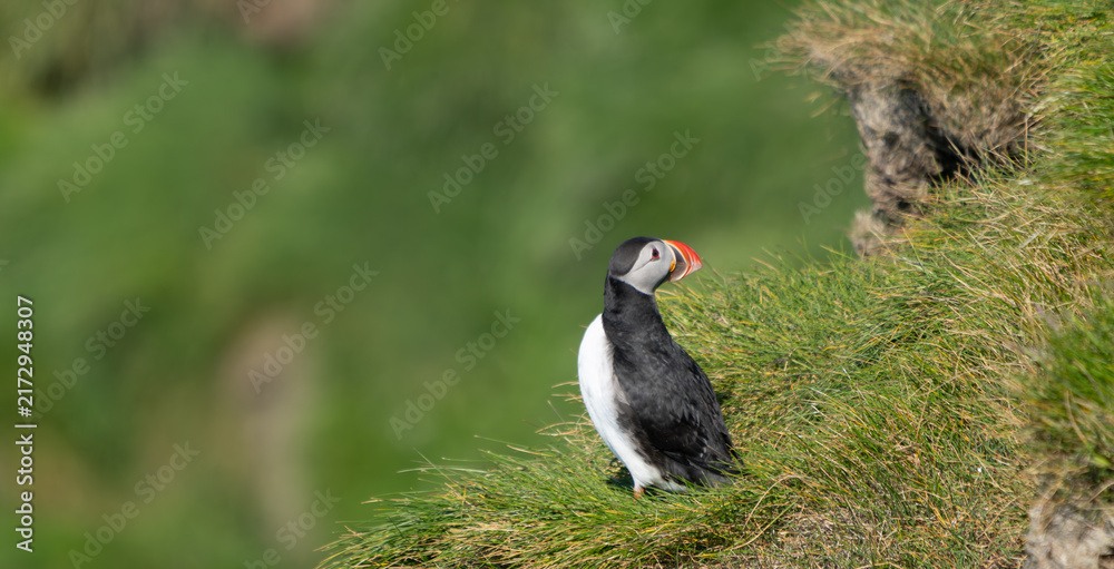Obraz premium An Atlantic puffin with a colorful beak standing on a grassy cliff in Vestmannaeyjar, Iceland during a summer road trip.
