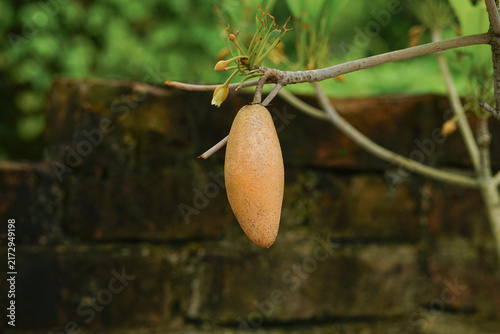 Sapodilla fruit hanging from branch