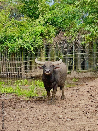 Fotografía Asian water buffalo with large horns standing in muddy zoo enclosure