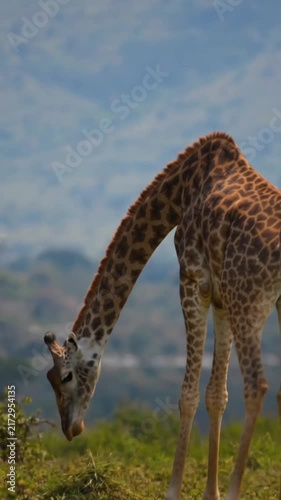giraffe in the wild