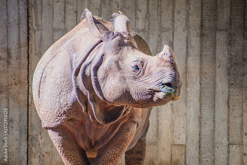 White rhinoceros, also known as the white rhino or square-lipped rhinoceros (Ceratotherium simum)