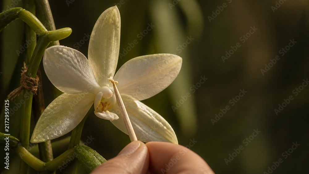 Obraz premium Close up view of a delicate white orchid flower, petals unfurling slowly, natural botanical beauty, perfect for wellness or floral themes