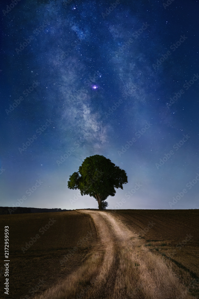 Fototapeta premium Night landscape with a path on a field leading to the silhouette of a lone tree and the Milky Way in the midnight blue sky