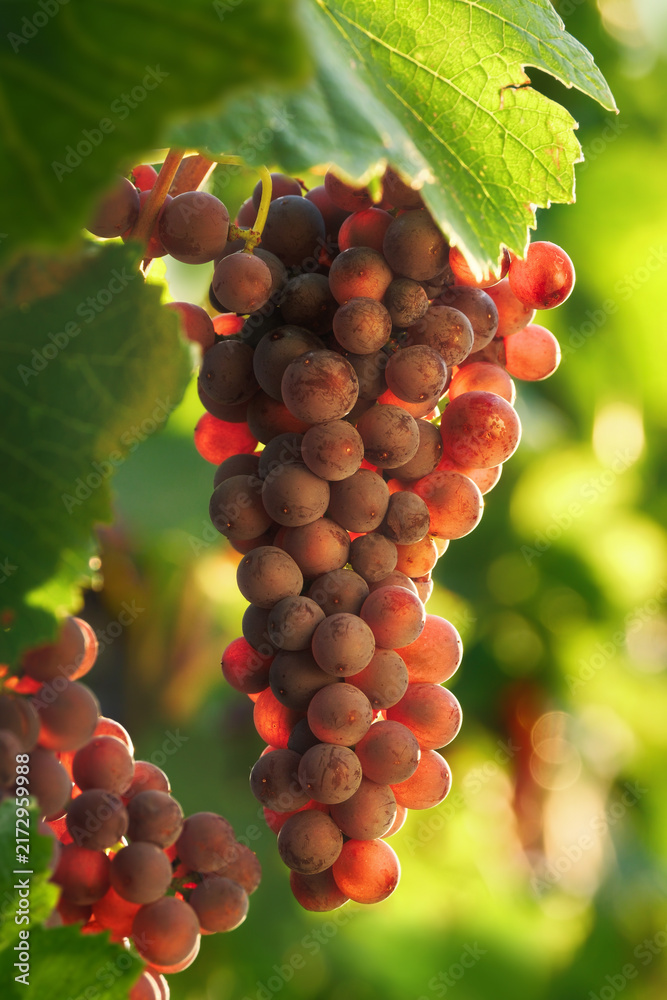 Fototapeta premium Grape vine with ripe red grapes ready to be harvested and green leaves, warmly illuminated by the gentle sunlight 