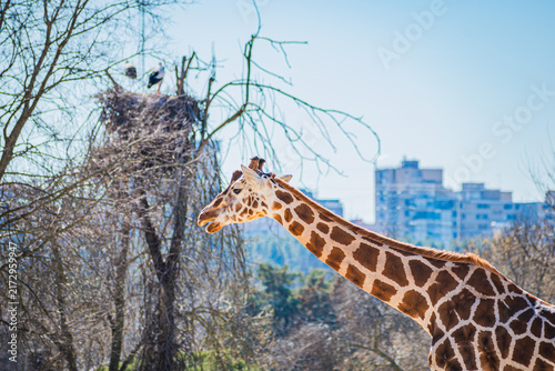 Canvas Print Rothschild's giraffe (Giraffa camelopardalis rothschildi)