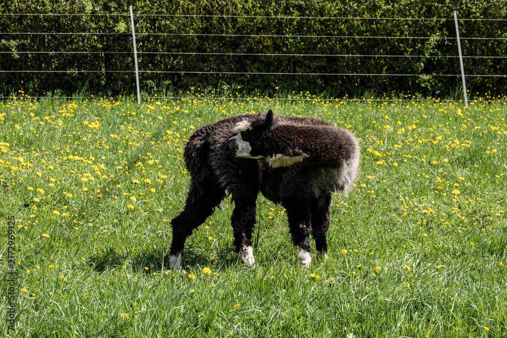 Fototapeta premium alpaka tier natur lama
