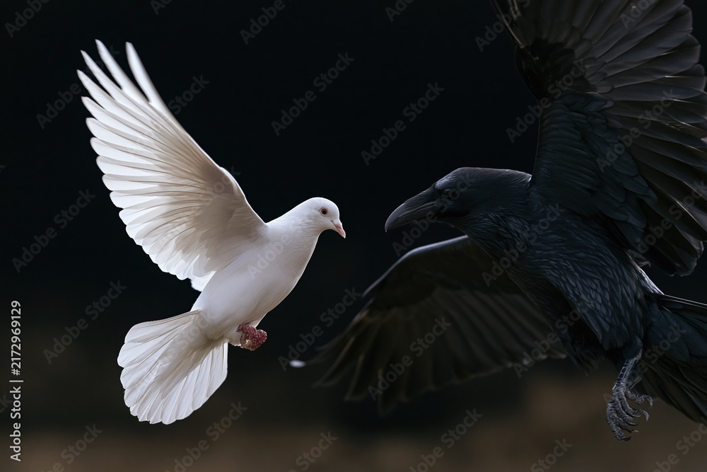 Naklejka premium Symbolic Contrast: White Dove and Black Raven in Dramatic Flight Against Dark Background