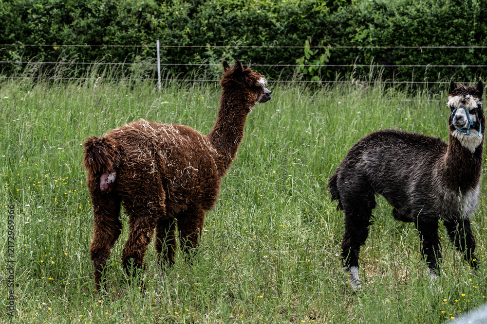 Naklejka premium alpaka tier natur lama familie geburt