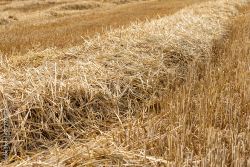 Detailed close-up of a golden straw swath and stubble in a harvested wheat field, agricultural background texture