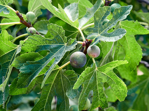 Ficus carica: The Common Fig Tree