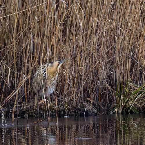 Фотография Rohrdommel (Botaurus stellaris)