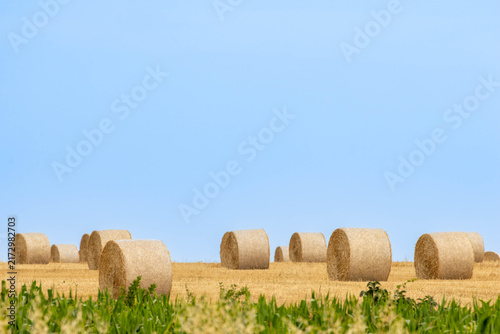 Round straw bales scattered in a harvested field under a clear blue sky, minimal rural landscape with copy space