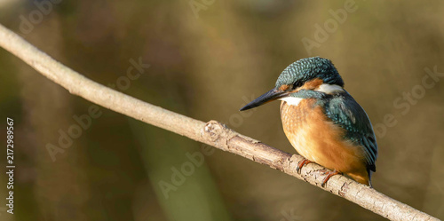 Quadro su tela Common Kingfisher hunched on a diagonal branch, wide copy space left