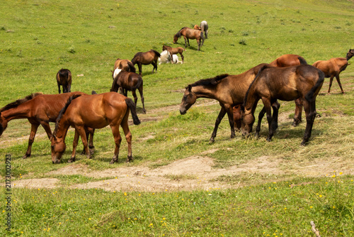 A herd of horses roaming freely through the spectacular mountain landscapes of Tusheti