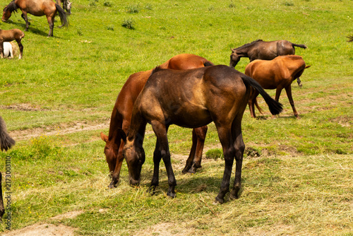 A herd of horses roaming freely through the spectacular mountain landscapes of Tusheti