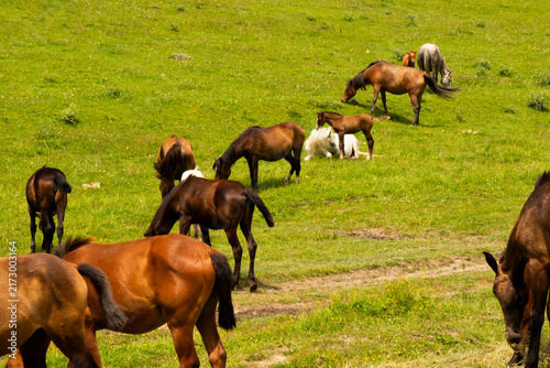 A herd of horses roaming freely through the spectacular mountain landscapes of Tusheti