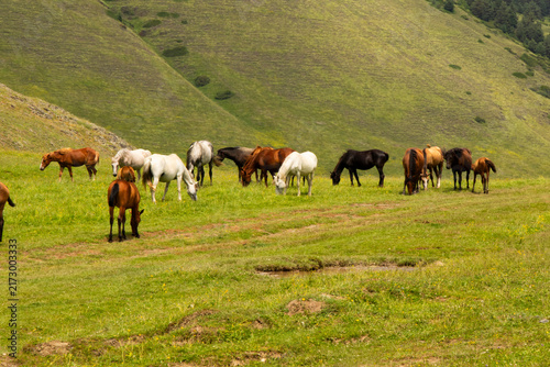 A herd of horses roaming freely through the spectacular mountain landscapes of Tusheti