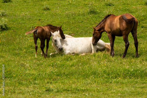 A herd of horses roaming freely through the spectacular mountain landscapes of Tusheti