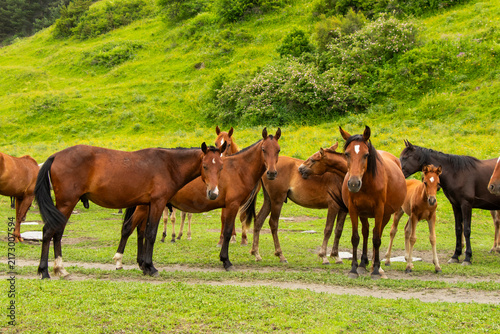 A herd of horses roaming freely through the spectacular mountain landscapes of Tusheti