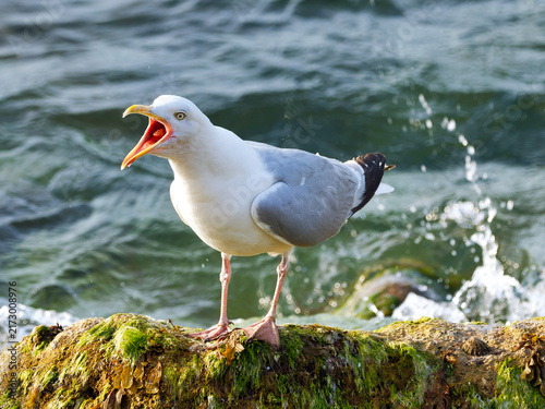 Cuadro en lienzo Angry Squawking Herring Gull on a Rock Against Splashing Water at Lyme Regis Dor