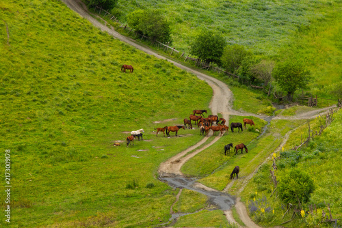 A herd of horses roaming freely through the spectacular mountain landscapes of Tusheti