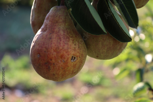 Obraz na plátně Hole caused by insects eating ripe Williams or Bartlett pear on branch in the orchard