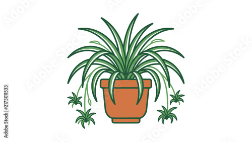 Spider Plant Potted Vector Illustration