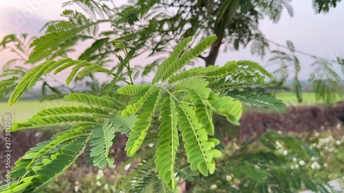 Fresh green pinnate leaves blowing in the breeze with rural landscape background