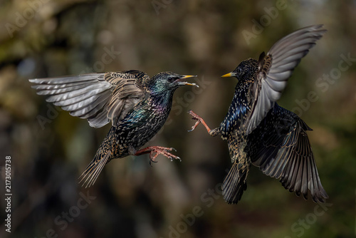 Stare (Sturnus vulgaris) streiten sich