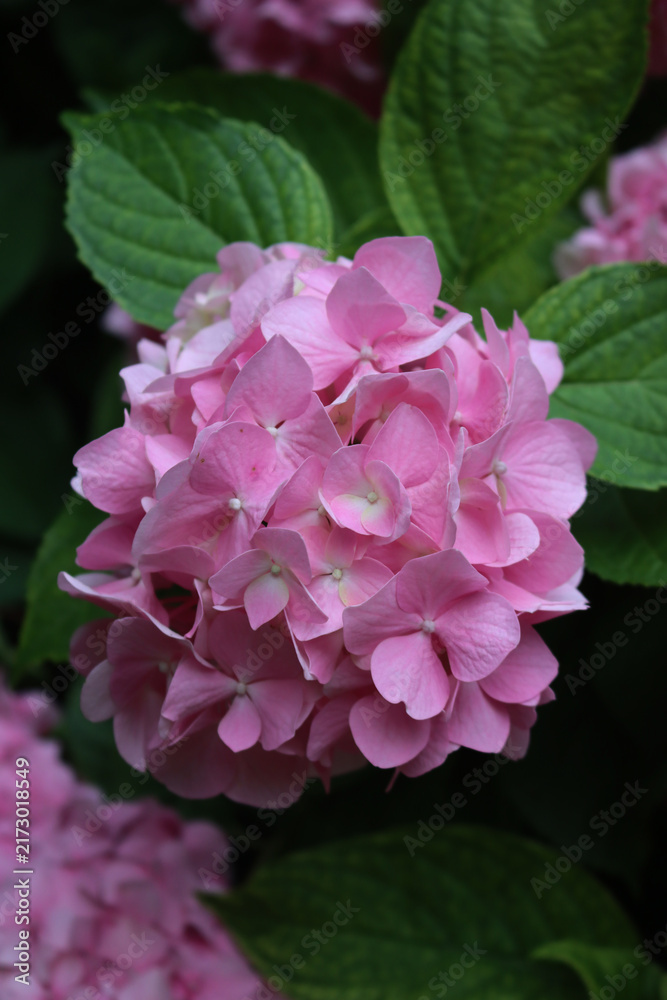 Fototapeta premium Close-up of Pink Hydrangea flowers on plants in the garden on summer 