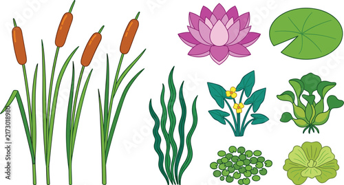 Various aquatic water plants and lotus flower vector cartoon illustration set isolated on white background